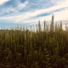 Late Summer (ysdpm&遠野朝海)