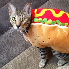 hotdogs are the best.mp3