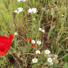 Forgotten Nature Try Out 2