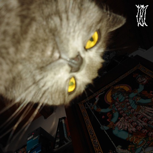 VERMY FELL ASLEEP ON THE FLOOR AS MY TIRED EYES LACRIMATE.