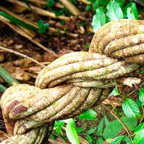 Ayahuasca Curando - Herbert Quinteros and Waxy Yawanawa