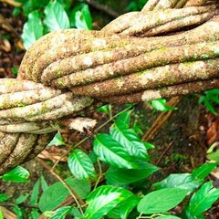 Arakana Circle - Herbert Quinteros & Waxy Yawanawa