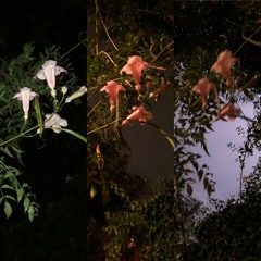 the 2nd most beautiful girl in the world (cover)