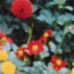 "gentle slopes not rolling hills"