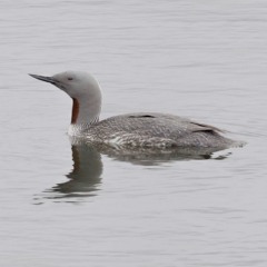 REDTHROATEDDIVERS MALEANDFEMALECALLING SVALBARD2019