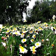 Ras Les Pâquerettes Session 2019 - 08 - 26