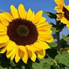 tournesol