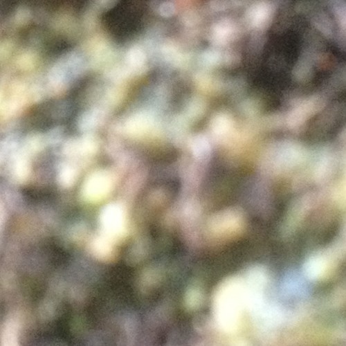 in bloom