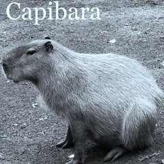 Capibara