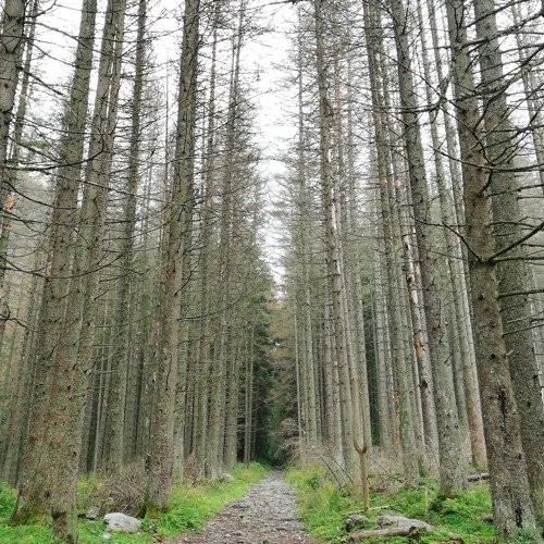 Stream Mi Corazón Tiene Un Canto Alegre Now From My Heart Comes By