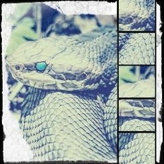 WATER MOCCASIN W/KiLLGoD PROD. WHYZOO???