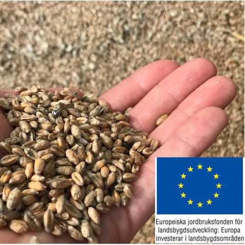 GRISPODDEN: Foder – Mykotoxiner
