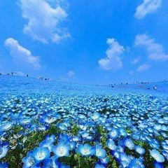 My Blue Heaven/ Featuring Dan van den Berg on guitar