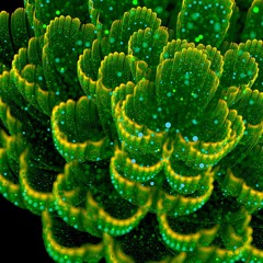 EDGR303 - Fractal Mind