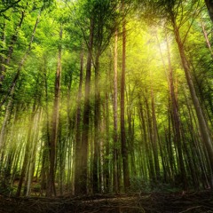 Maxim Zinchenko - Forest Spirits