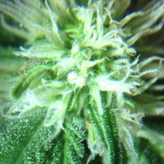 High grade upliftment