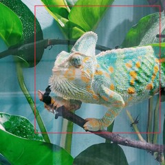 (Pina)Colada - Muca
