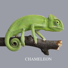 CHAMELEON