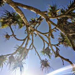 IN THE SHADE. Guitar Instrumental/Loops N Ambient Grooves