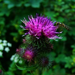 Lila @ Solarifari 2019