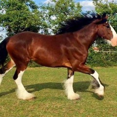 Heavy Horses On The Highway