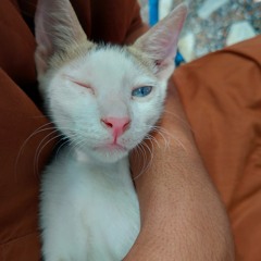 Saiyan |  Sahir Ali Bagga | Zan Mureed | OST 2018