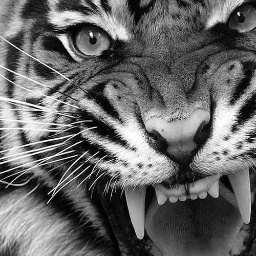 Nenjinile Rebirth Chris G Ft Mc Sai Amp Sahi Sivaofficial Video Song Mp3 By Hallucinated Sideffects On Soundcloud Hear The World S Sounds soundcloud