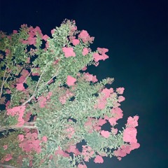 Dashii X TROVA - Misunderstood