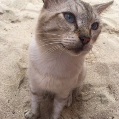 Beach Cat Blues