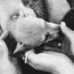 For a Stepping Stone ( Raw )