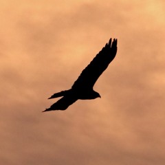 soaring