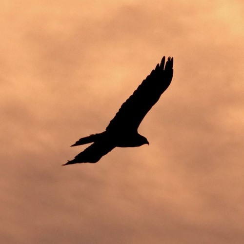 soaring