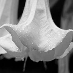 Brugmansia