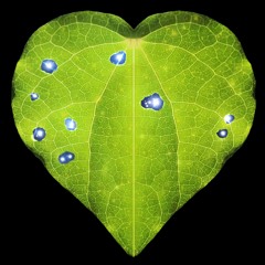 Fredd Marshall LIVE at Valhalla, Wellington. 8/8/19