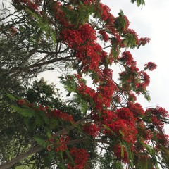 not 2 fall in luv - quez