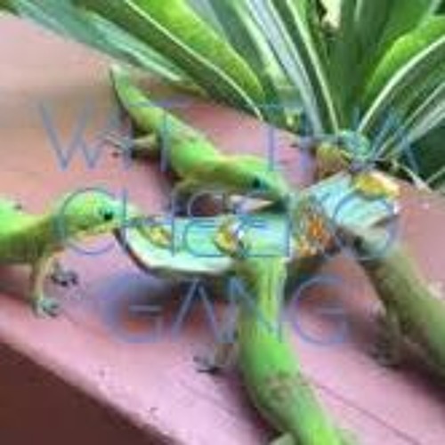 Wit Tha Cheeko Gang (Prod. Nicasso Beats)