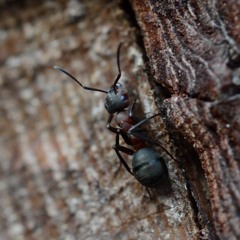 The Anthem Of The Ants