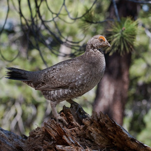 Stream Upland Game and Dove Hunting by The Nevada Department of