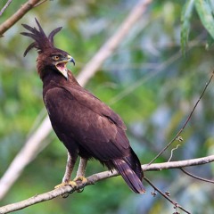 Castle in the snow - Cover Zeliha - Linda - Boris - Foucauld