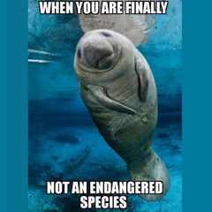 The Gorilla Song - Acousticover!