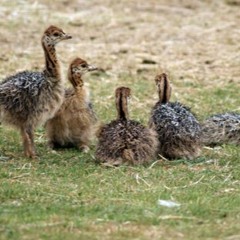 Ostrich Family - 8:30:19, 1.46 PM