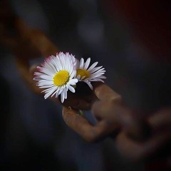 قَالَ عَسَىٰ رَبِّي أَن يَهْدِيَنِي سَوَاءَ السَّبِيلِ | القصص #موسي/مدين ✿العفاسي