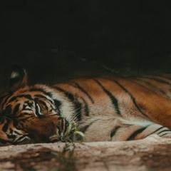 Chillax