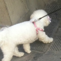 the tragic ones {are such hypocrites}