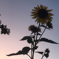 yoshi happy sound . mp4