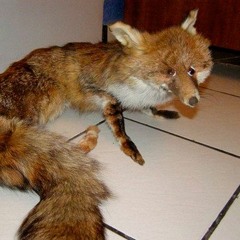 White & Nyeng disstrack