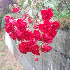 مرضیه - ای گل