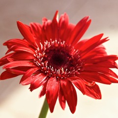 Get outta my head The Original Acoustic Rumshop Sessions Vol 1 Intwine