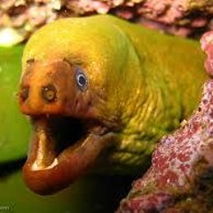 Moray's Foray