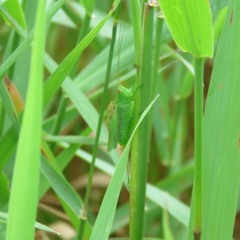 Gladiator Meadow Katydid (Orchelimun gladiator)